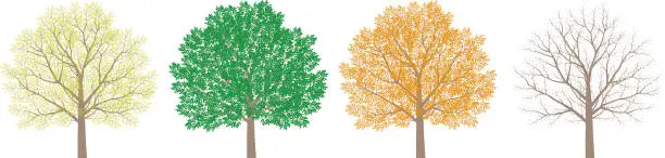 Vector illustration of A single tree. Changes in leaves during the four seasons. Illustration