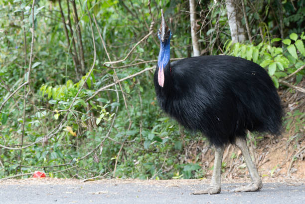istock Front face of Cassowary on roadside 1725311031