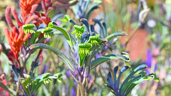 Rare Australian blue kangaroo paw flower