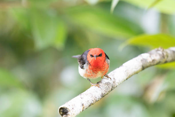 Front face of Scarlet Honeyeater perched on tree stock photo