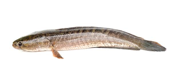 istock Large, fresh, not dead snakehead fish placed isolated on a white background. 1725330723