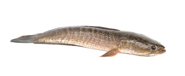 istock Large, fresh, not dead snakehead fish placed isolated on a white background. 1725330731
