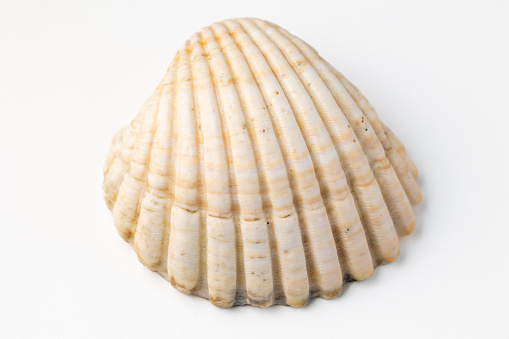 seashells on white background in macro photography