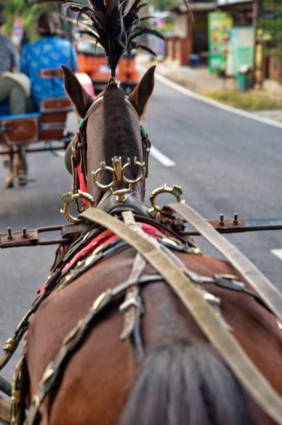 istock Horse pulling  cart with tourists 1725338072