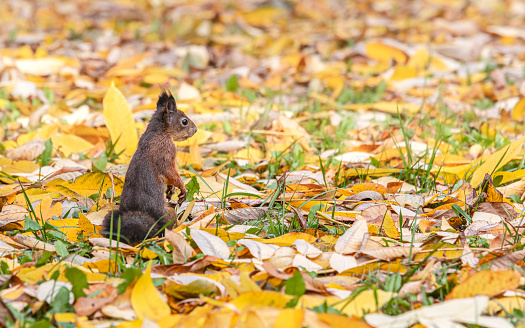 little red squirrel sitting in park on ground, covered by fallen yellow leaves