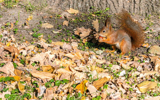 istock red squirrel sitting on ground, covered with dry fallen leaves and eating nut 1725360750