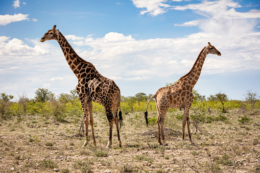 Giraffes Mother and Child together side by side looking in opposite directions. Standing together in the Etosha National Park under beautiful summer cloudscape. Etosha National Park, Namibia, Africa