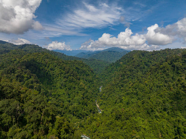 istock Tropical green forest and jungle. Sumatra, Indonesia. 1725392747