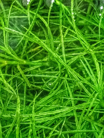 Green Chaetomorpha Macro algae in a fish tank for fish to hide. Close -up shot of the algae.