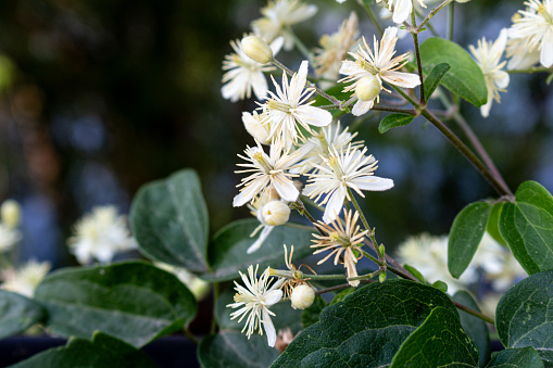 Petals of blooming plant in autumn