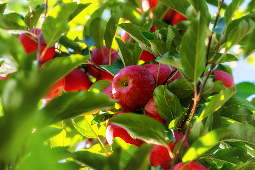 Red ripe apples hanging on the tree in close-up