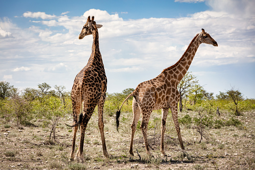 Giraffes Together. Giraffe Mother and Giraffe Calf - Child together side by side. Standing close together next to each other in the Etosha National Park under beautiful sunny summer cloudscape. Etosha National Park, Namibia, Africa