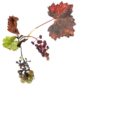 a twig with a bunch of rotten grapes in autumn on a transparent background