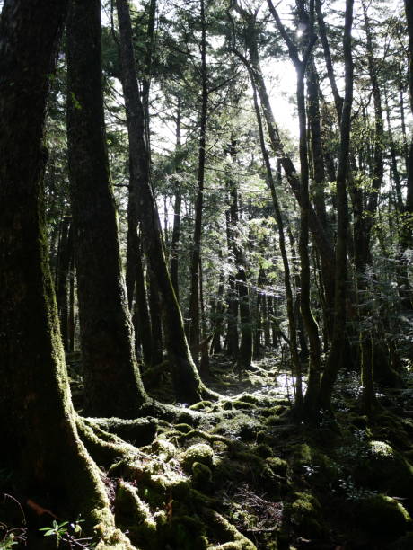 istock Dawn in Aokigahara florest 1725448107