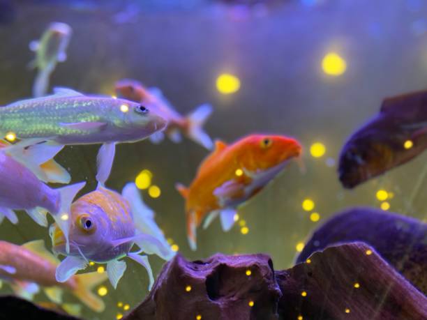 istock colorful freshwater fish in aquarium 1725458043