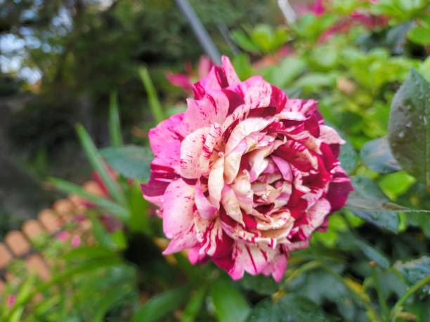 istock Mixed pink white Camellia camellia 1725462316