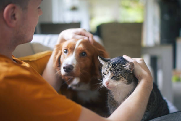 dueño de una mascota acariciando a su viejo gato y perro juntos - perro fotografías e imágenes de stock