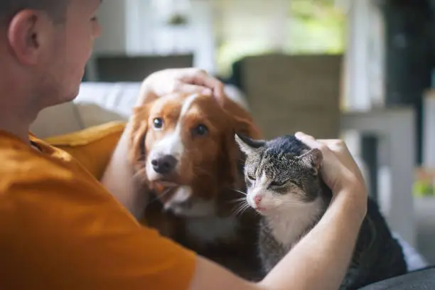 Photo of Pet owner stroking his old cat and dog together