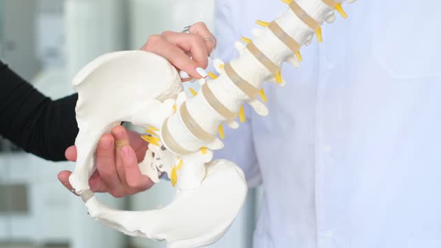 Close-up of a plastic model of the spine skeleton