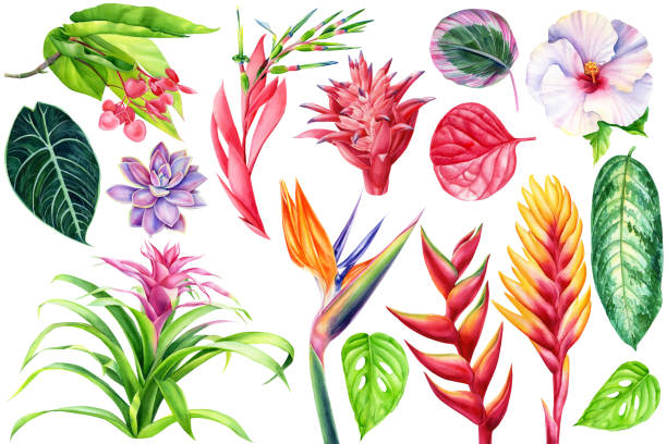 aquarell-set tropische blumen, sukkulenten und palmblätter. handgezeichnete florale designelemente. - heliconia stock-grafiken, -clipart, -cartoons und -symbole