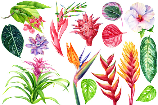 Watercolor set tropical flowers, succulent and palm leaves. Hand drawing floral design elements. High quality illustration