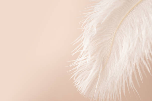 istock Feather on beige background, freedom and serenity in minimalistic design 1725512791