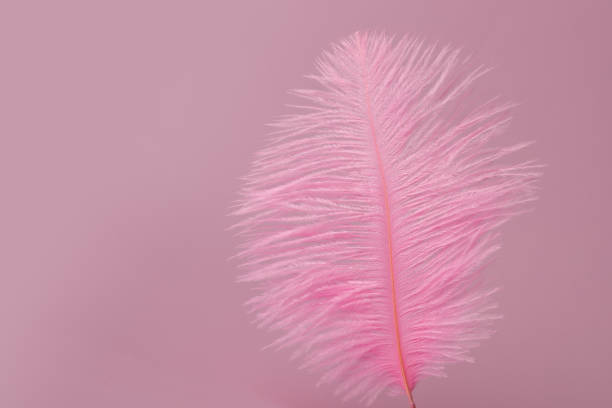 istock Feather on pink background smoothness and lightweight, beauty and softness, tenderness and elegance 1725512800