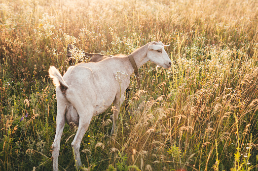 The goat stands on the field, sunset. Young little goat on a fresh summer field at sunrise