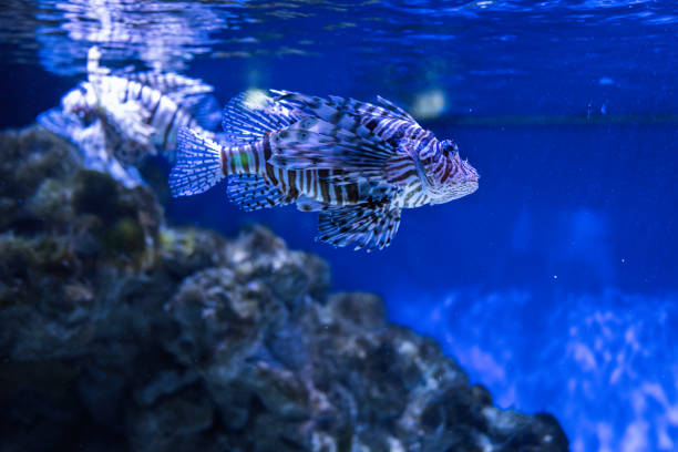 Lionfish also striped, or zebra fish swim in aquarium.