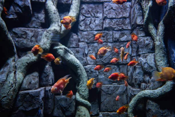 Red small fish swim in aquarium.