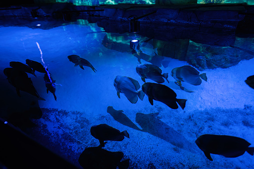 Turtles and fish swim in the aquarium