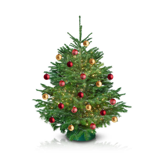 istock Decorated pine tree on white background. New Year and Christmas spruce tree with red and gold ornaments and lights. 1725548551