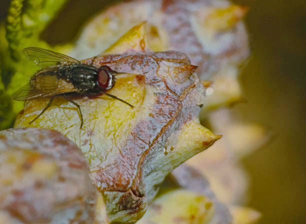 istock House fly macro photography 1725555745