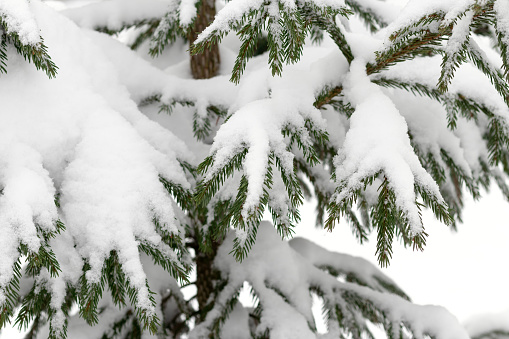 Snow covered branches of pine tree. Evergreen fir trees cloaked in frost, forest scene. Coniferous close-up adorned with ice. Snow-blanketed spruce branches, landscape into a winter wonderland. Nature