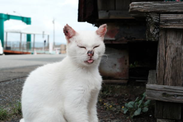 ainoshima island in Japan, there are many chubby little cats that appear very relaxed.