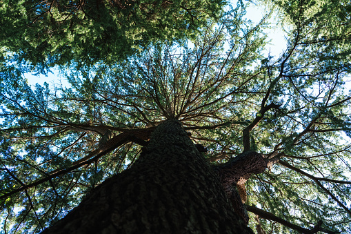 Looking up at a large pine tree