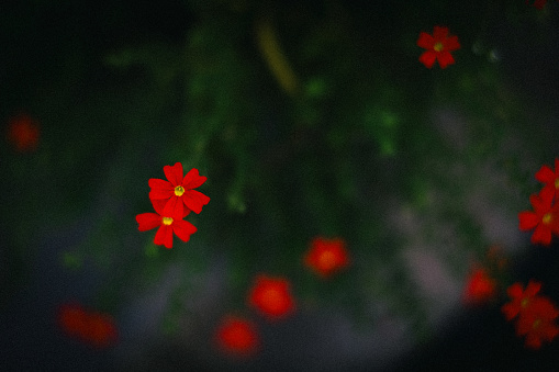 Bright red small flowers (Jamesbrittenia)