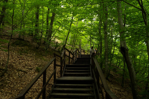 Forest stairs walk. stock photo
