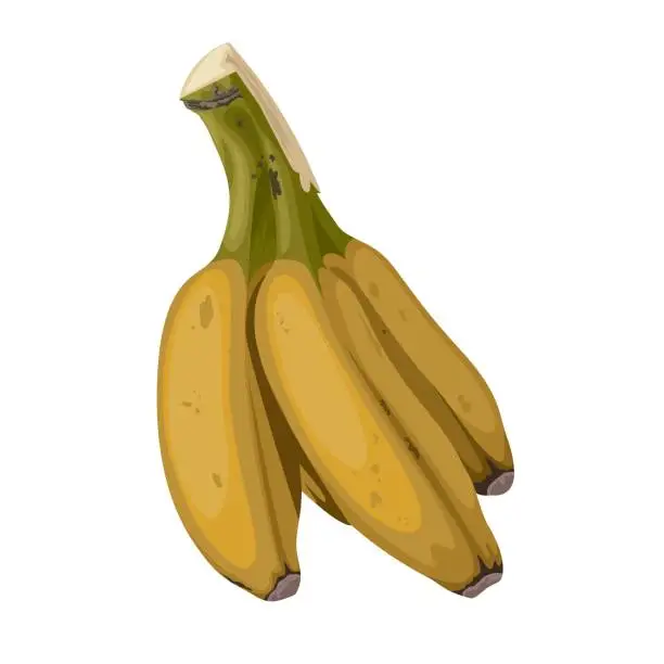 Vector illustration of Saba banana