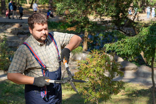 Man gardener in protective gloves with garden shears, scissors or secateurs cutting a thuja or juniper topiary hedge in public park. Trimming arborvitae hedge.