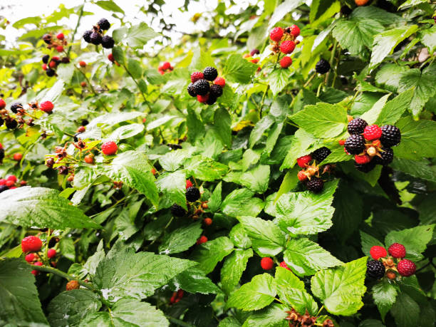 istock blackberry plant from the garden 1725584396