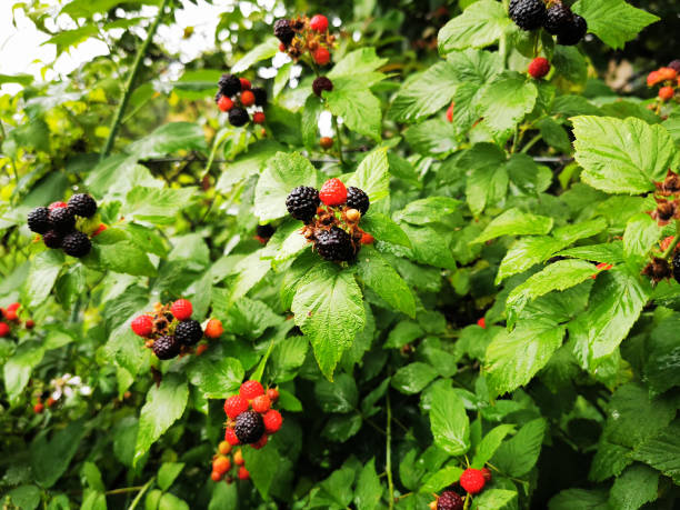 istock blackberry plant from the garden 1725584408
