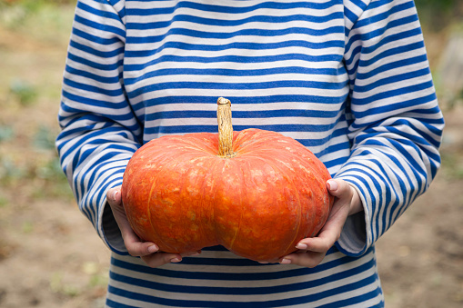 Farmer holding big organic pumpkin in hands close up, Thanksgiving or Halloween, homegrown vegetables, eco living concept.