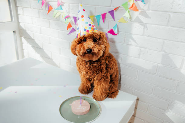 istock A small red poodle in a festive cap on a white background celebrates a birthday 1725589441