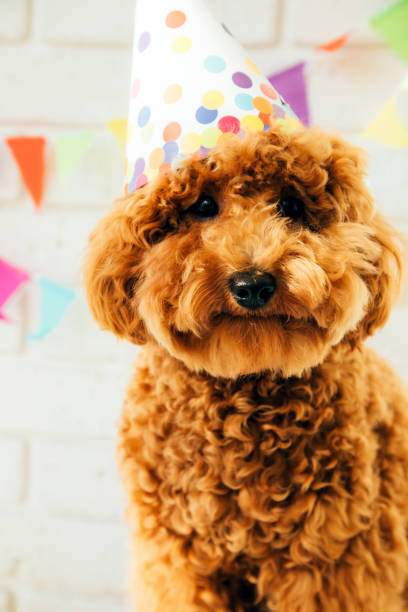 istock A small red poodle in a festive cap on a white background celebrates a birthday 1725589442