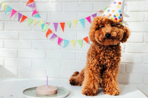 istock A small red poodle in a festive cap on a white background celebrates a birthday 1725589445