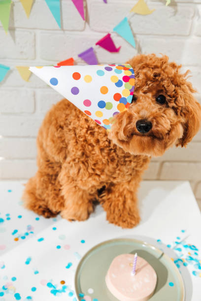 istock A small red poodle in a festive cap on a white background celebrates a birthday 1725589455