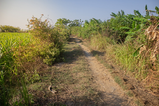 The dirt road is very narrow in the middle of rice fields