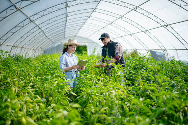 istock Happy workers discussing in greenhouse. 1725594507