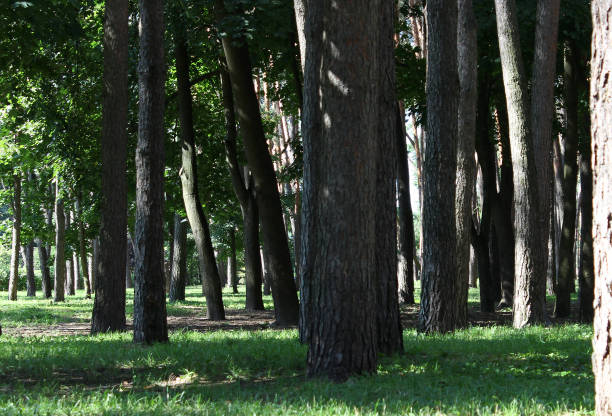istock The sun rays break through the dense foliage of a mixed forest in a summer day 1725595033
